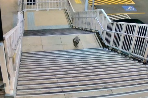 Flauschiger Pendler: Koala erkundet Bahnhof in Sydney