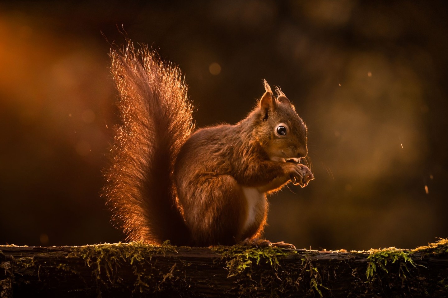 Rote Eichhörnchen werden in Großbritannien zunehmend verdrängt. (Archivbild)