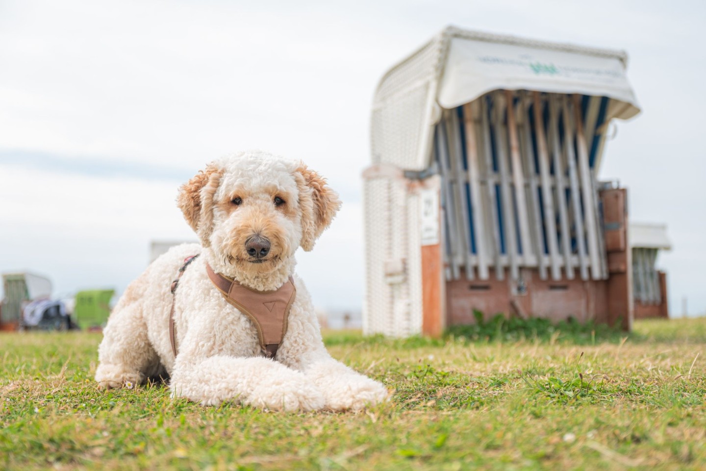 Designerhunde wie der Labradoodle erfreuen sich auch in Deutschland wachsender Beliebtheit. (Archivbild)