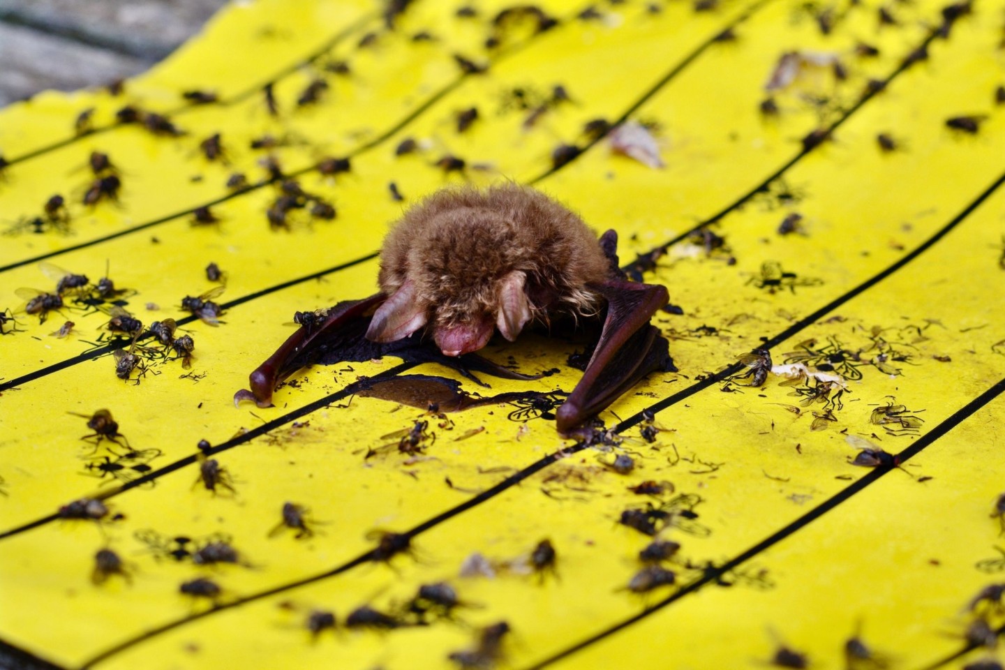 Der Landesbund für Vogel- und Naturschutz in Bayern warnt vor Klebefallen für Insekten: Wenn diese in Gärten oder auf Balkonen ausgelegt würden, könnten sich auch Vögel und Fledermäus...