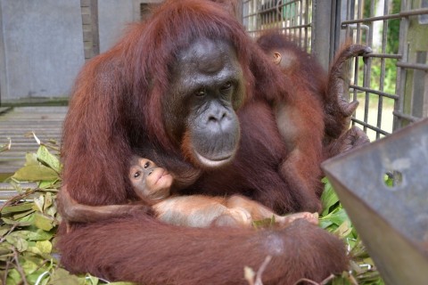 Tierische Supermama: Orang-Utan adoptiert Kind von Freundin