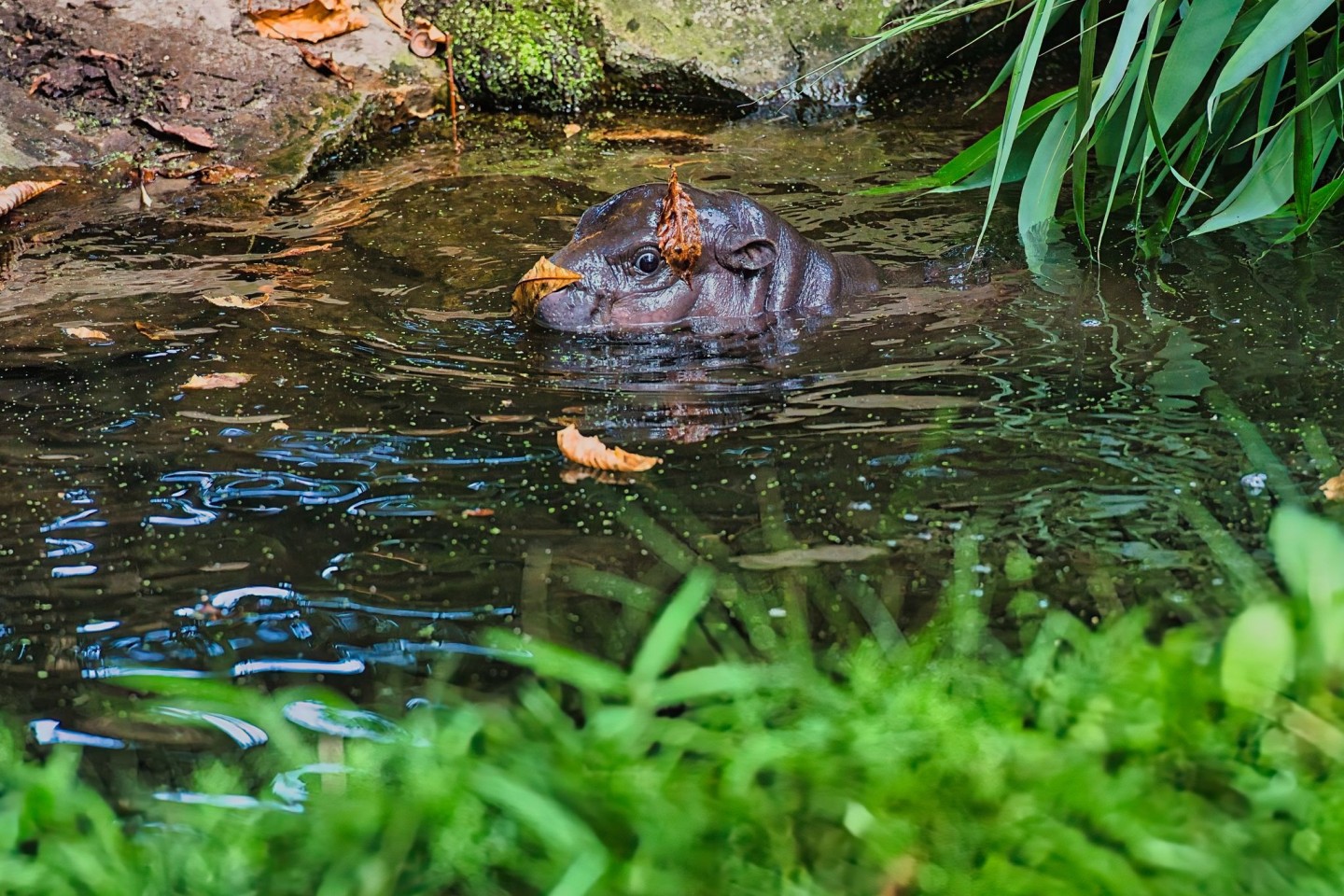 Besucher können Toni am besten zwischen 10 und 12 Uhr im Berliner Zoo beobachten.