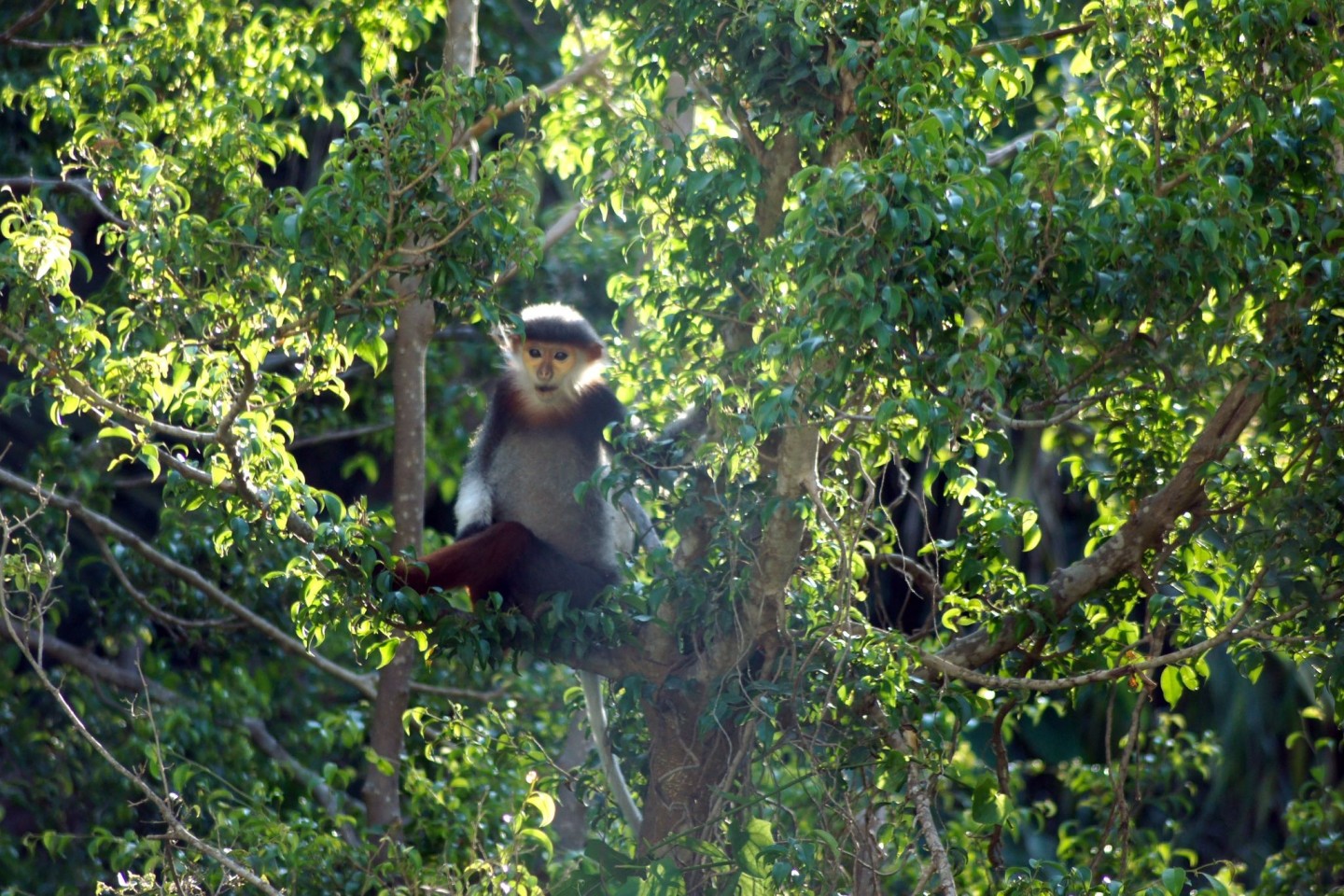 Rotschenklige Kleideraffen und andere ausgefallene Tierarten werden in Laos ab sofort besser geschützt. (Archivbild)